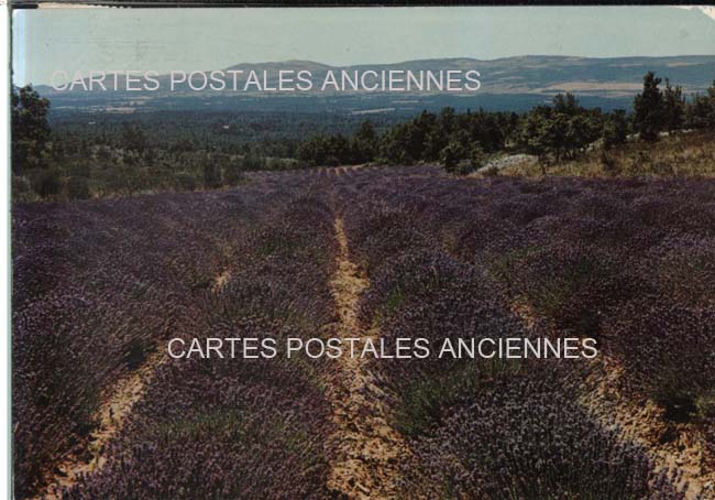 Cartes postales anciennes > CARTES POSTALES > carte postale ancienne > cartes-postales-ancienne.com Paysage Provencal