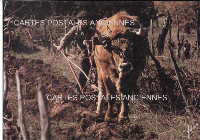 Cartes postales anciennes > CARTES POSTALES > carte postale ancienne > cartes-postales-ancienne.com Metiers