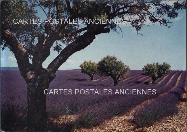 Cartes postales anciennes > CARTES POSTALES > carte postale ancienne > cartes-postales-ancienne.com Paysage Provencal