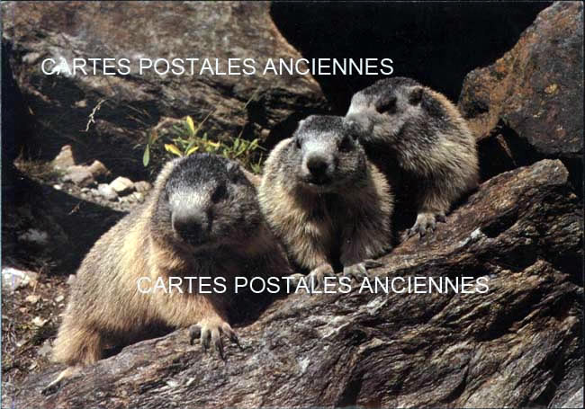 Cartes postales anciennes > CARTES POSTALES > carte postale ancienne > cartes-postales-ancienne.com