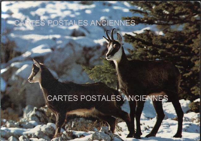 Cartes postales anciennes > CARTES POSTALES > carte postale ancienne > cartes-postales-ancienne.com