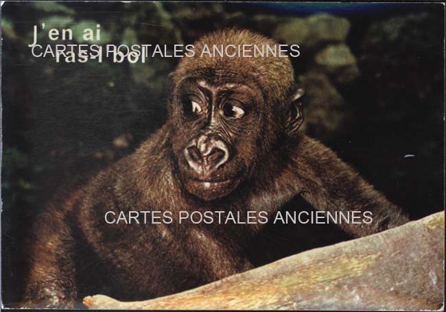 Cartes postales anciennes > CARTES POSTALES > carte postale ancienne > cartes-postales-ancienne.com Animaux Humour