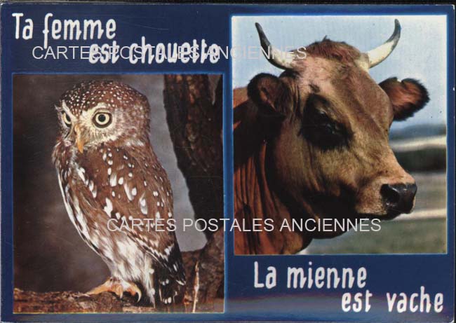 Cartes postales anciennes > CARTES POSTALES > carte postale ancienne > cartes-postales-ancienne.com Animaux Humour