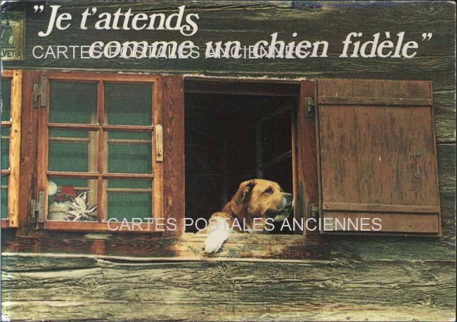 Cartes postales anciennes > CARTES POSTALES > carte postale ancienne > cartes-postales-ancienne.com Animaux Humour