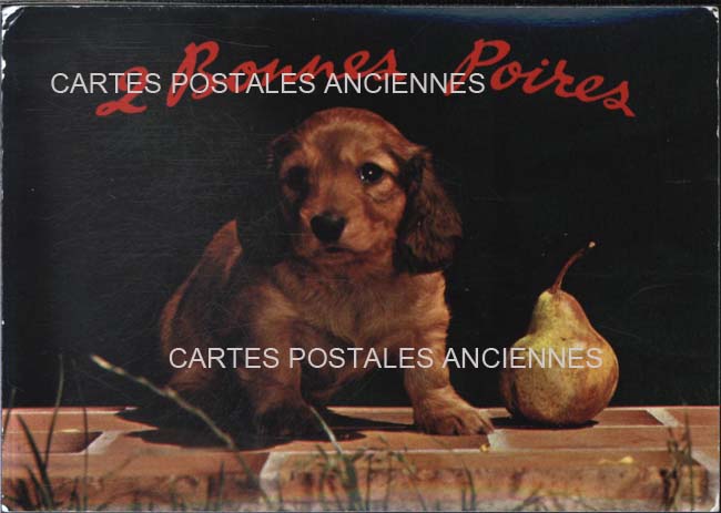 Cartes postales anciennes > CARTES POSTALES > carte postale ancienne > cartes-postales-ancienne.com Animaux Humour