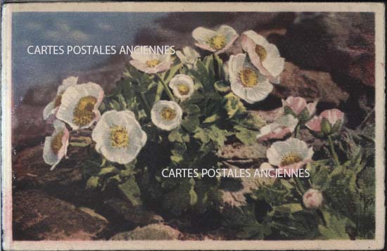 Cartes postales anciennes > CARTES POSTALES > carte postale ancienne > cartes-postales-ancienne.com Fleurs avec vase