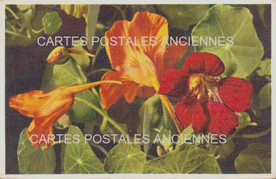 Cartes postales anciennes > CARTES POSTALES > carte postale ancienne > cartes-postales-ancienne.com Fleurs