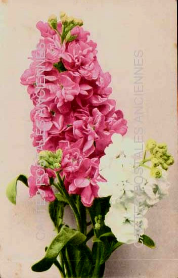Cartes postales anciennes > CARTES POSTALES > carte postale ancienne > cartes-postales-ancienne.com Fleurs