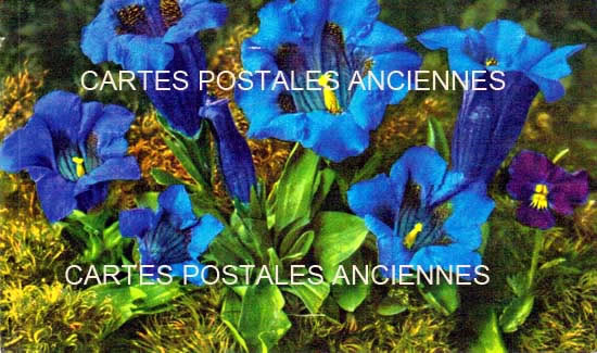 Cartes postales anciennes > CARTES POSTALES > carte postale ancienne > cartes-postales-ancienne.com Fleurs