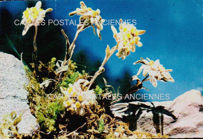 Cartes postales anciennes > CARTES POSTALES > carte postale ancienne > cartes-postales-ancienne.com Fleurs