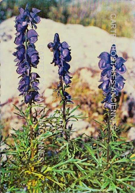 Cartes postales anciennes > CARTES POSTALES > carte postale ancienne > cartes-postales-ancienne.com Fleurs