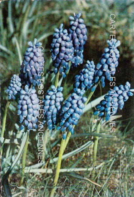 Cartes postales anciennes > CARTES POSTALES > carte postale ancienne > cartes-postales-ancienne.com Fleurs