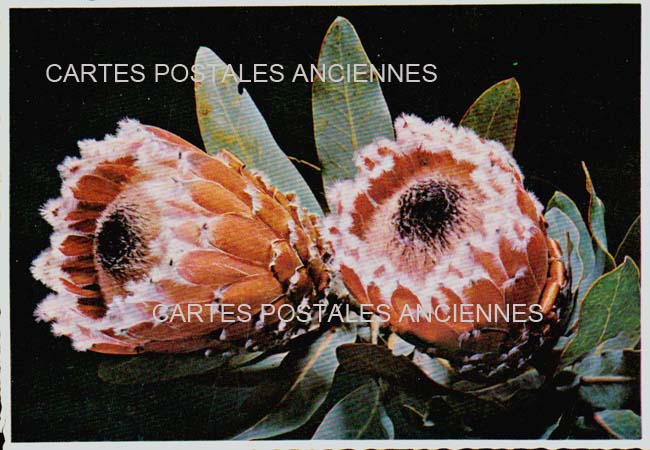 Cartes postales anciennes > CARTES POSTALES > carte postale ancienne > cartes-postales-ancienne.com Fleurs