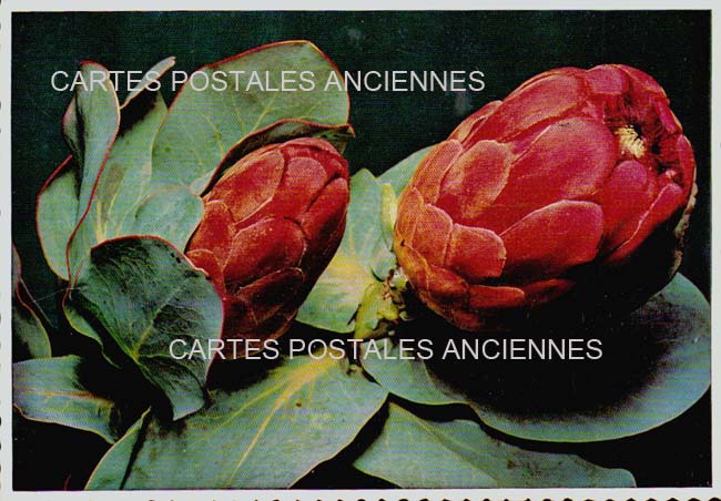 Cartes postales anciennes > CARTES POSTALES > carte postale ancienne > cartes-postales-ancienne.com Fleurs