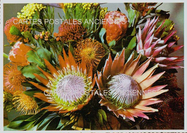 Cartes postales anciennes > CARTES POSTALES > carte postale ancienne > cartes-postales-ancienne.com Fleurs