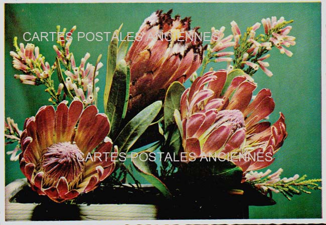 Cartes postales anciennes > CARTES POSTALES > carte postale ancienne > cartes-postales-ancienne.com Fleurs