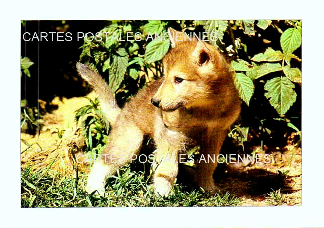 Cartes postales anciennes > CARTES POSTALES > carte postale ancienne > cartes-postales-ancienne.com Animaux Foret