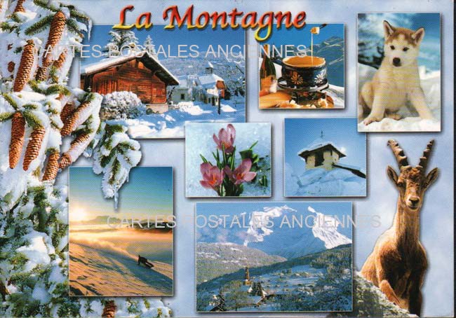 Cartes postales anciennes > CARTES POSTALES > carte postale ancienne > cartes-postales-ancienne.com Animaux Sauvages
