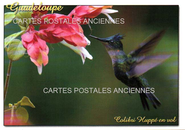 French antilles