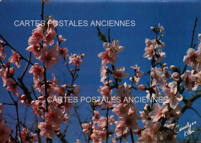 Cartes postales anciennes > CARTES POSTALES > carte postale ancienne > cartes-postales-ancienne.com Fleurs