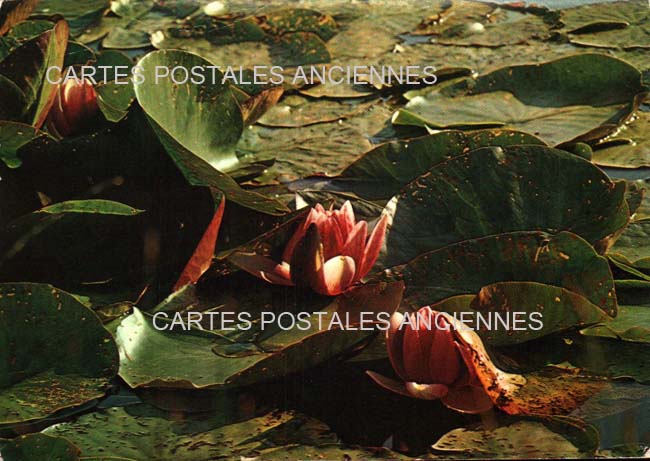 Cartes postales anciennes > CARTES POSTALES > carte postale ancienne > cartes-postales-ancienne.com Fleurs