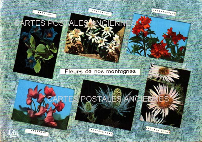 Cartes postales anciennes > CARTES POSTALES > carte postale ancienne > cartes-postales-ancienne.com Fleurs