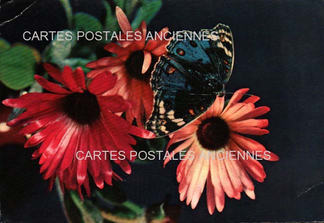 Cartes postales anciennes > CARTES POSTALES > carte postale ancienne > cartes-postales-ancienne.com Fleurs