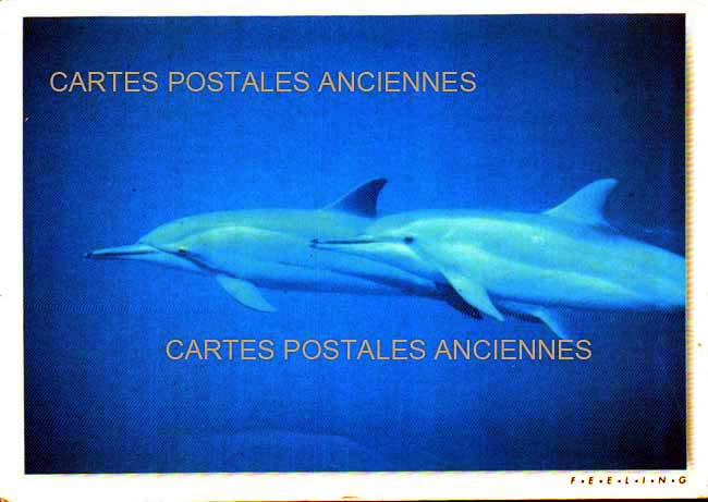 Cartes postales anciennes > CARTES POSTALES > carte postale ancienne > cartes-postales-ancienne.com Animaux Poissons