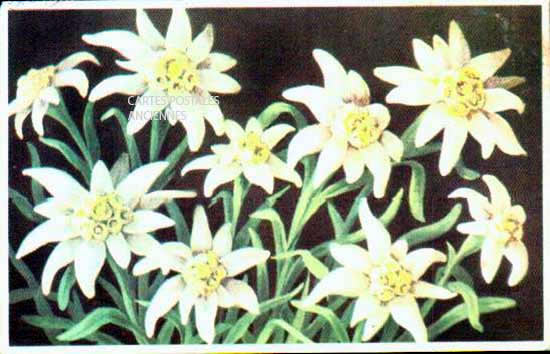 Cartes postales anciennes > CARTES POSTALES > carte postale ancienne > cartes-postales-ancienne.com Fleurs
