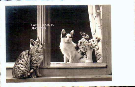 Cartes postales anciennes > CARTES POSTALES > carte postale ancienne > cartes-postales-ancienne.com Animaux