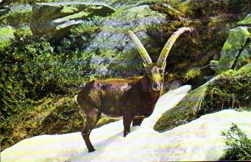 Cartes postales anciennes > CARTES POSTALES > carte postale ancienne > cartes-postales-ancienne.com Animaux