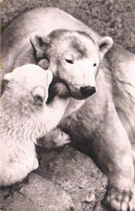 Cartes postales anciennes > CARTES POSTALES > carte postale ancienne > cartes-postales-ancienne.com Animaux