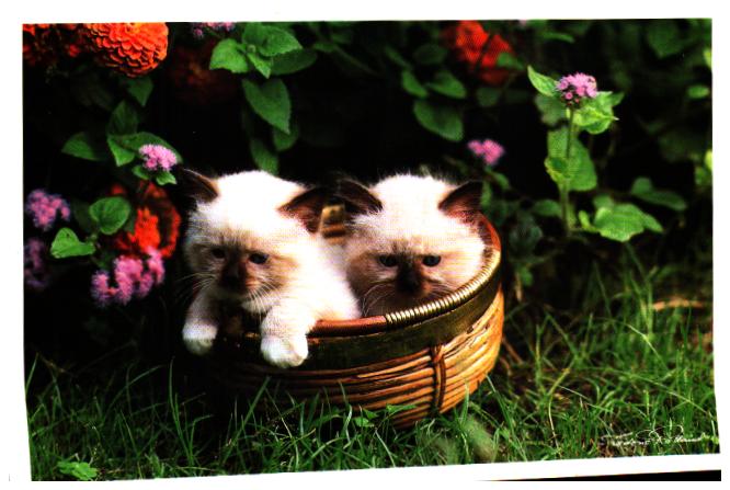 Cartes postales anciennes > CARTES POSTALES > carte postale ancienne > cartes-postales-ancienne.com Animaux