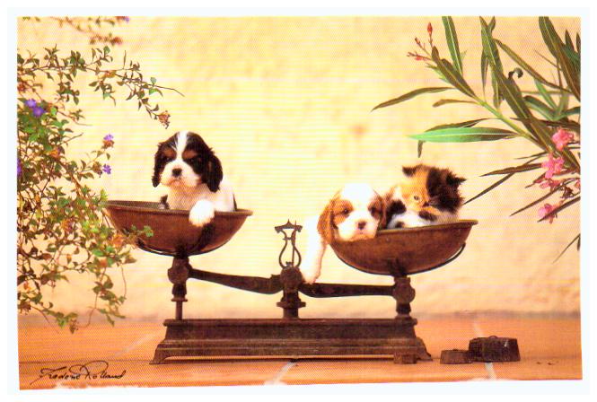 Cartes postales anciennes > CARTES POSTALES > carte postale ancienne > cartes-postales-ancienne.com Animaux Chiens