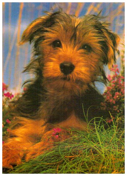 Cartes postales anciennes > CARTES POSTALES > carte postale ancienne > cartes-postales-ancienne.com Animaux Chiens