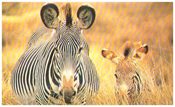 Cartes postales anciennes > CARTES POSTALES > carte postale ancienne > cartes-postales-ancienne.com Animaux