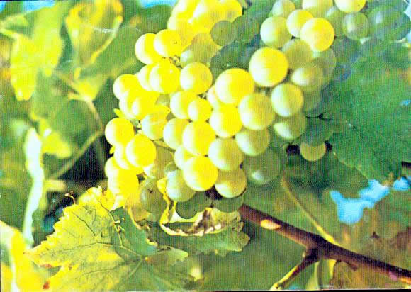 Fruits and vegetables