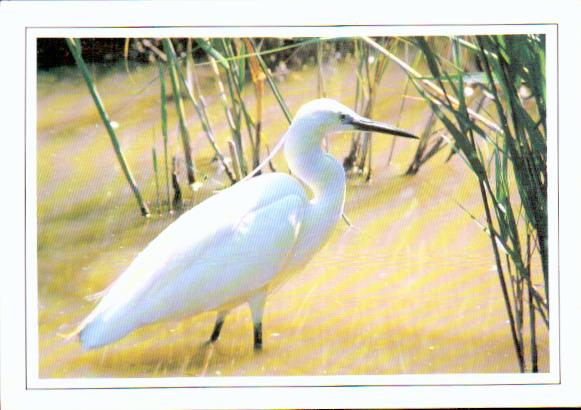 Cartes postales anciennes > CARTES POSTALES > carte postale ancienne > cartes-postales-ancienne.com Animaux Oiseaux