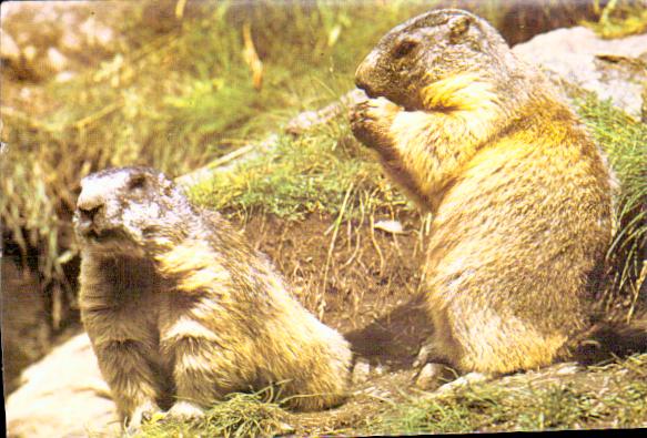 Cartes postales anciennes > CARTES POSTALES > carte postale ancienne > cartes-postales-ancienne.com Animaux