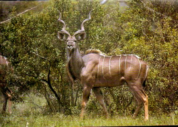 Cartes postales anciennes > CARTES POSTALES > carte postale ancienne > cartes-postales-ancienne.com Animaux Foret