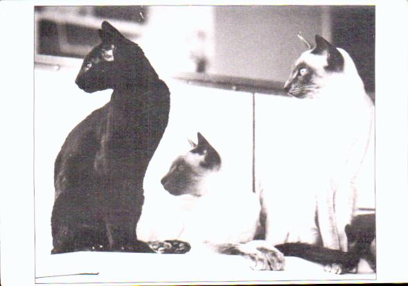 Cartes postales anciennes > CARTES POSTALES > carte postale ancienne > cartes-postales-ancienne.com Animaux