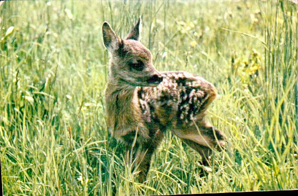 Cartes postales anciennes > CARTES POSTALES > carte postale ancienne > cartes-postales-ancienne.com Animaux Foret