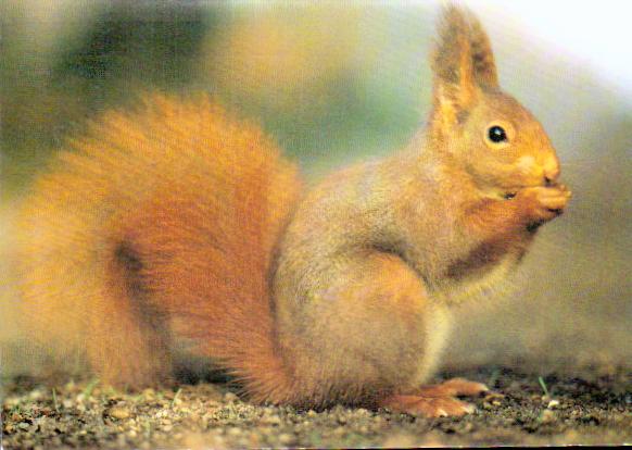 Cartes postales anciennes > CARTES POSTALES > carte postale ancienne > cartes-postales-ancienne.com Animaux