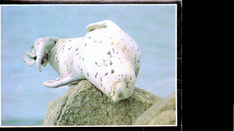 Cartes postales anciennes > CARTES POSTALES > carte postale ancienne > cartes-postales-ancienne.com Animaux