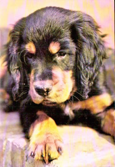 Cartes postales anciennes > CARTES POSTALES > carte postale ancienne > cartes-postales-ancienne.com Animaux