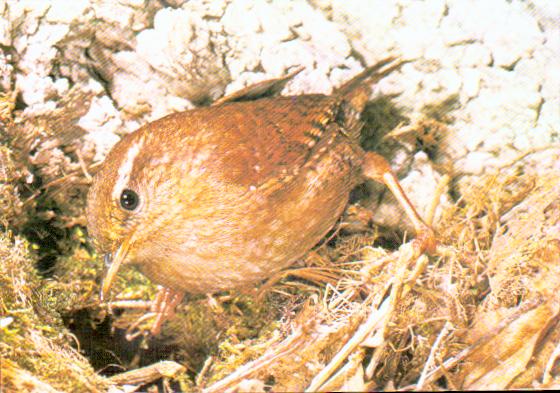 Cartes postales anciennes > CARTES POSTALES > carte postale ancienne > cartes-postales-ancienne.com Animaux Oiseaux