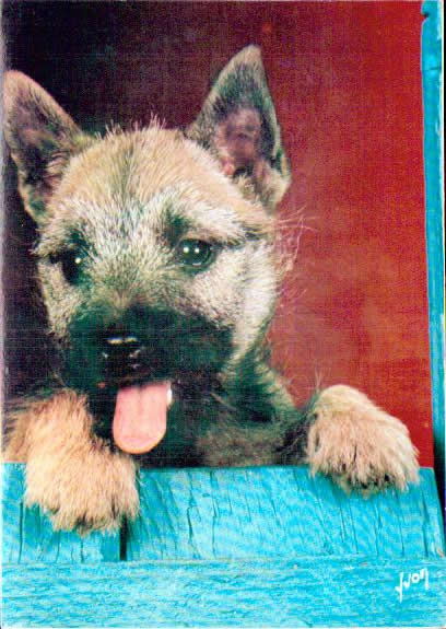 Cartes postales anciennes > CARTES POSTALES > carte postale ancienne > cartes-postales-ancienne.com Animaux