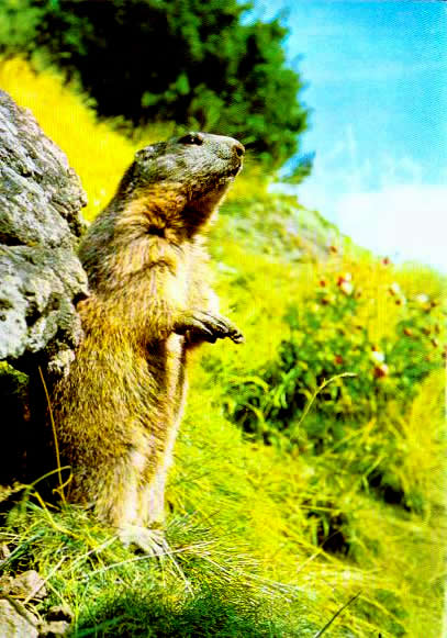 Cartes postales anciennes > CARTES POSTALES > carte postale ancienne > cartes-postales-ancienne.com Animaux