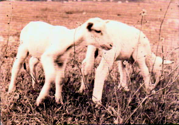 Cartes postales anciennes > CARTES POSTALES > carte postale ancienne > cartes-postales-ancienne.com Animaux Moutons