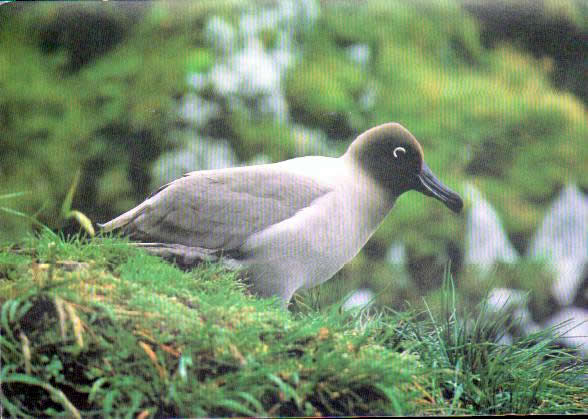 Cartes postales anciennes > CARTES POSTALES > carte postale ancienne > cartes-postales-ancienne.com Animaux Oiseaux